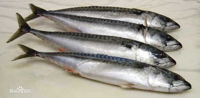 鲛魚.jpg