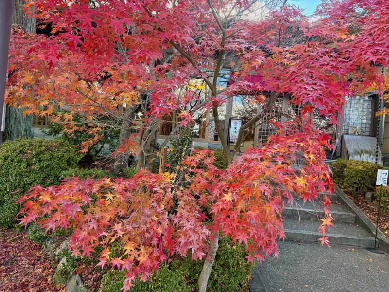 IMG_2200.jpeg