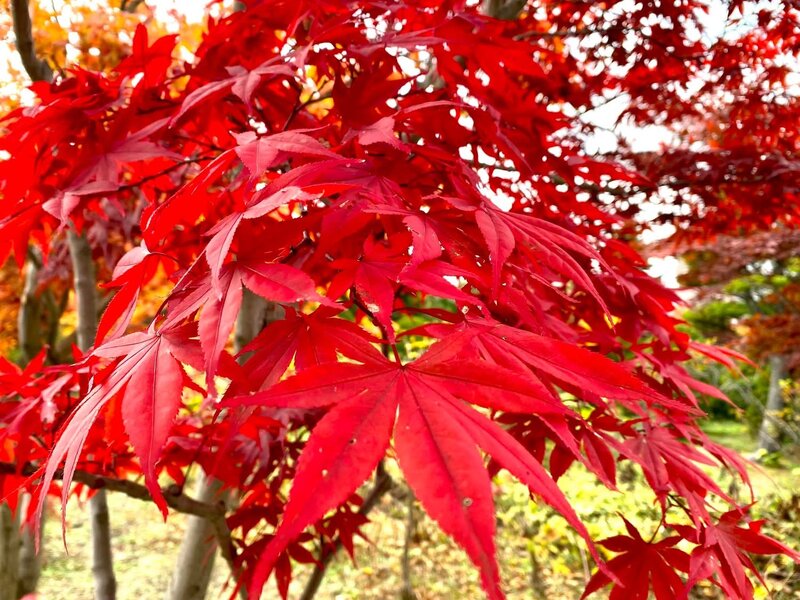 IMG_9299.jpeg
