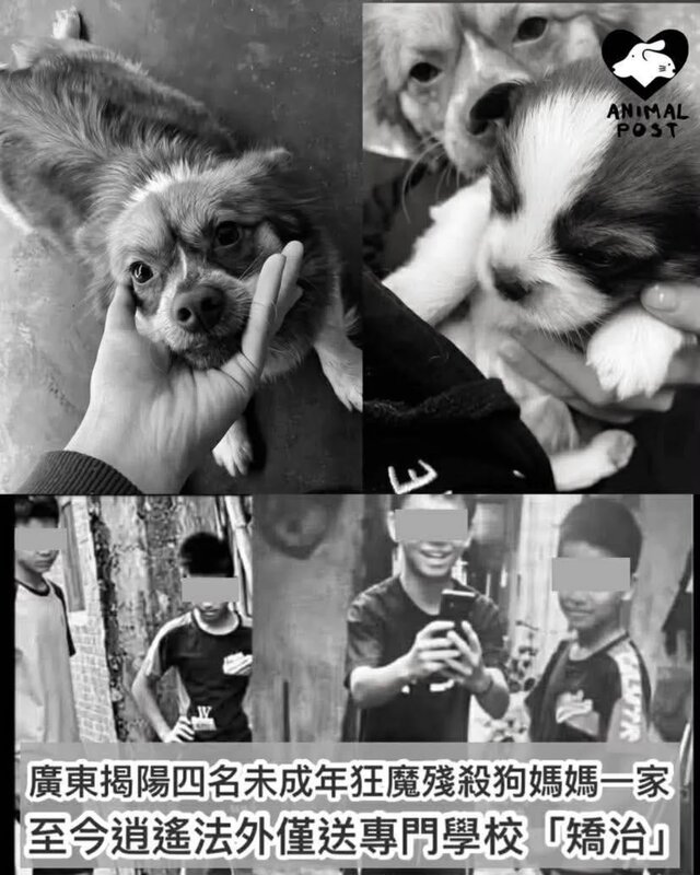 廣東揭陽四名未成年狂魔殘殺狗媽媽與三幼犬　至今逍遙法外僅被送專門學校「矯治」.jpg