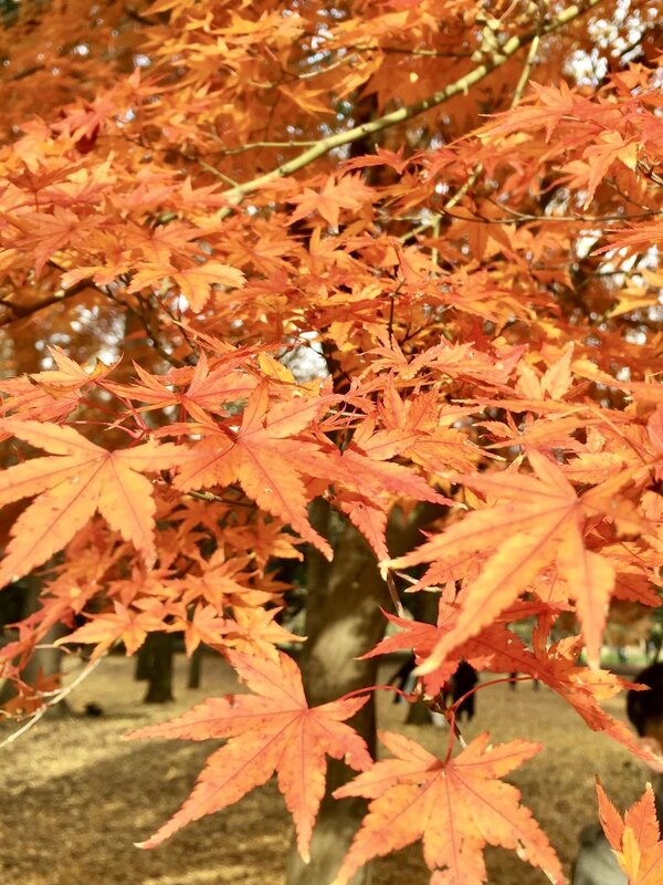 IMG_0929.jpeg