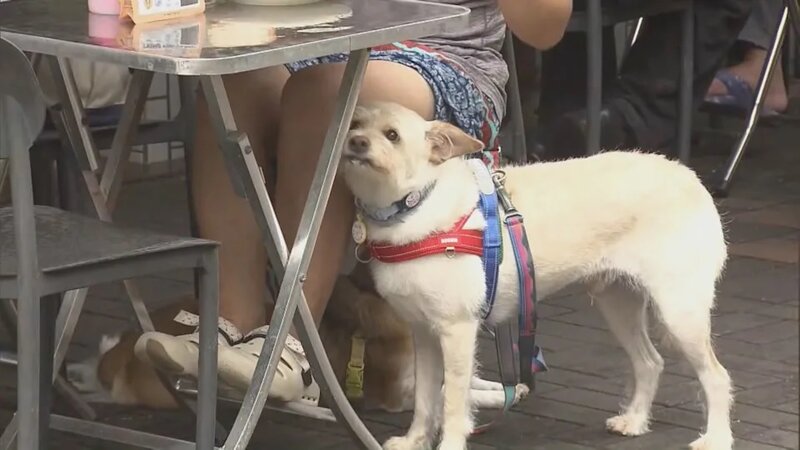 狗隻准入食肆實施兩周　31間食肆退出計劃　包括中式酒樓及快餐店.jpg