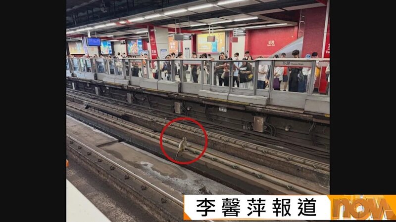 小猴闖港鐵荃灣站「危坐」路軌　漁護署人員帶走.jpg