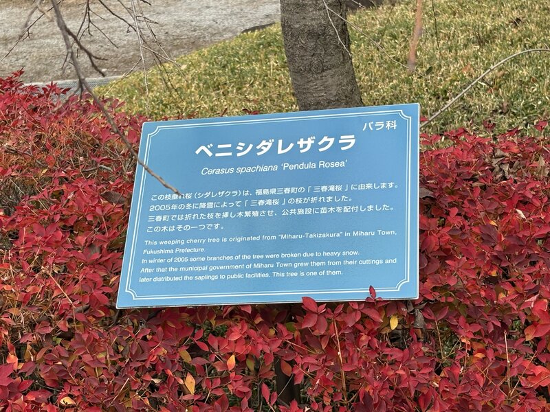 IMG_0128.jpeg