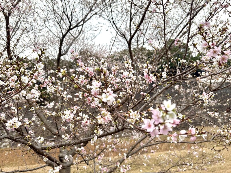 IMG_0160.jpeg