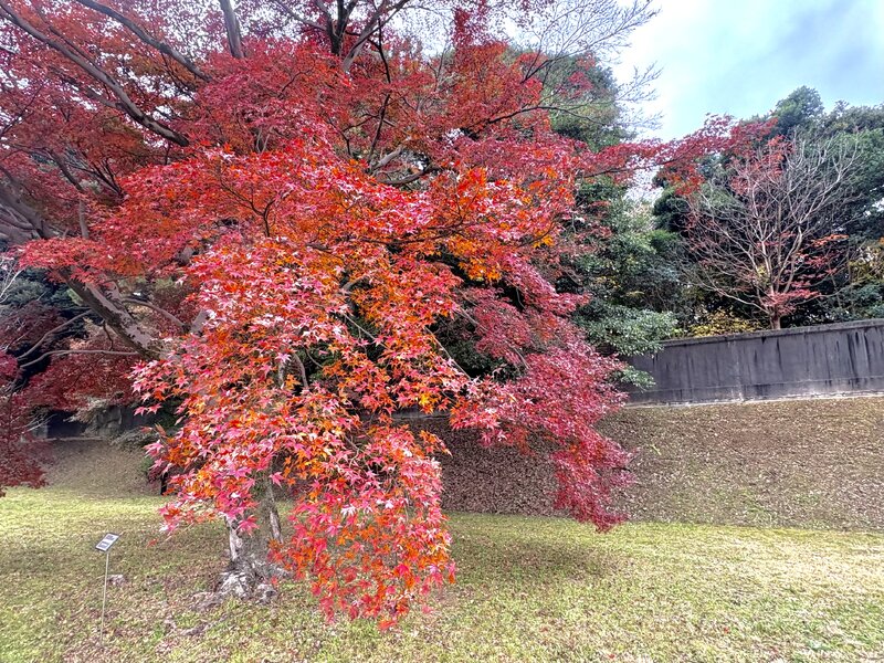 IMG_0183.jpeg