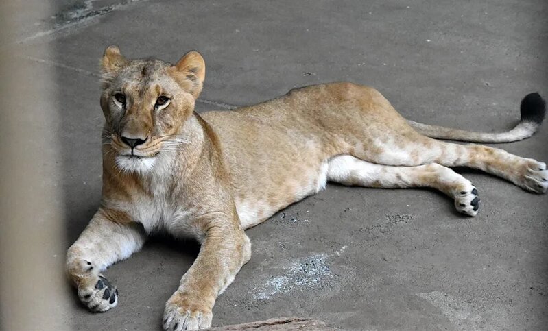 日本東京動物園3隻獅子　疑陸續因天氣酷熱死亡.jpg