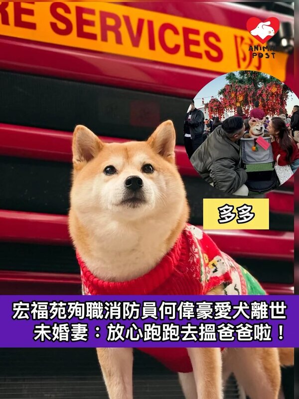 宏福苑殉職消防隊目何偉豪愛犬離世　未婚妻：放心跑跑去搵爸爸啦！.jpg