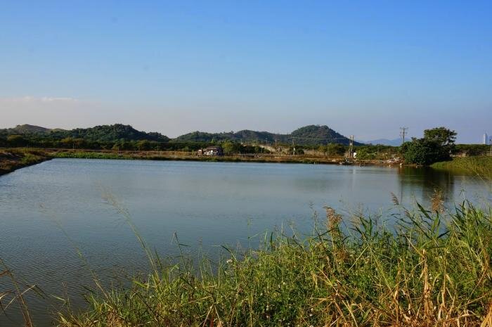 魚塘3.jpg