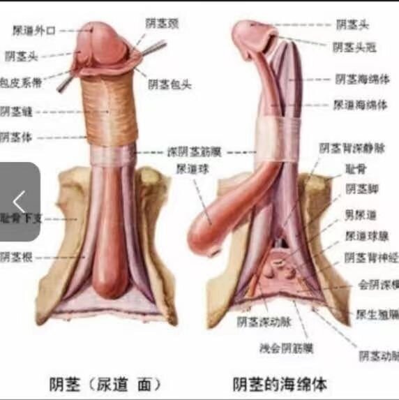 1b2fe918b38602e80cf0dcf710657cca (2).jpg
