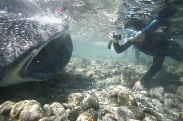 日期:大年初二. 時間:第一潛後SIT時. 當時同行之友在淺灘發現它後一心以為只是走失母鯨之小鯨 ... ... ...