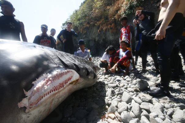 看見它(上岸)後, 頭部動了幾次.....十分鐘後再動......十多分鐘後再動........二十分鐘後再動....血水在傷  ...