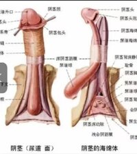 Doris 手勢果然係勁